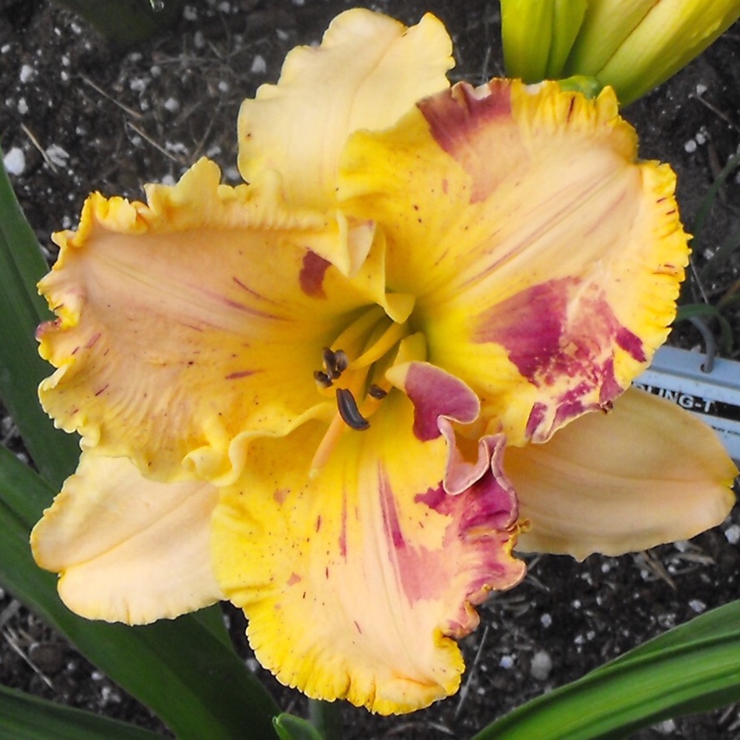 Daylily Undefinable in the GardenTags plant encyclopedia