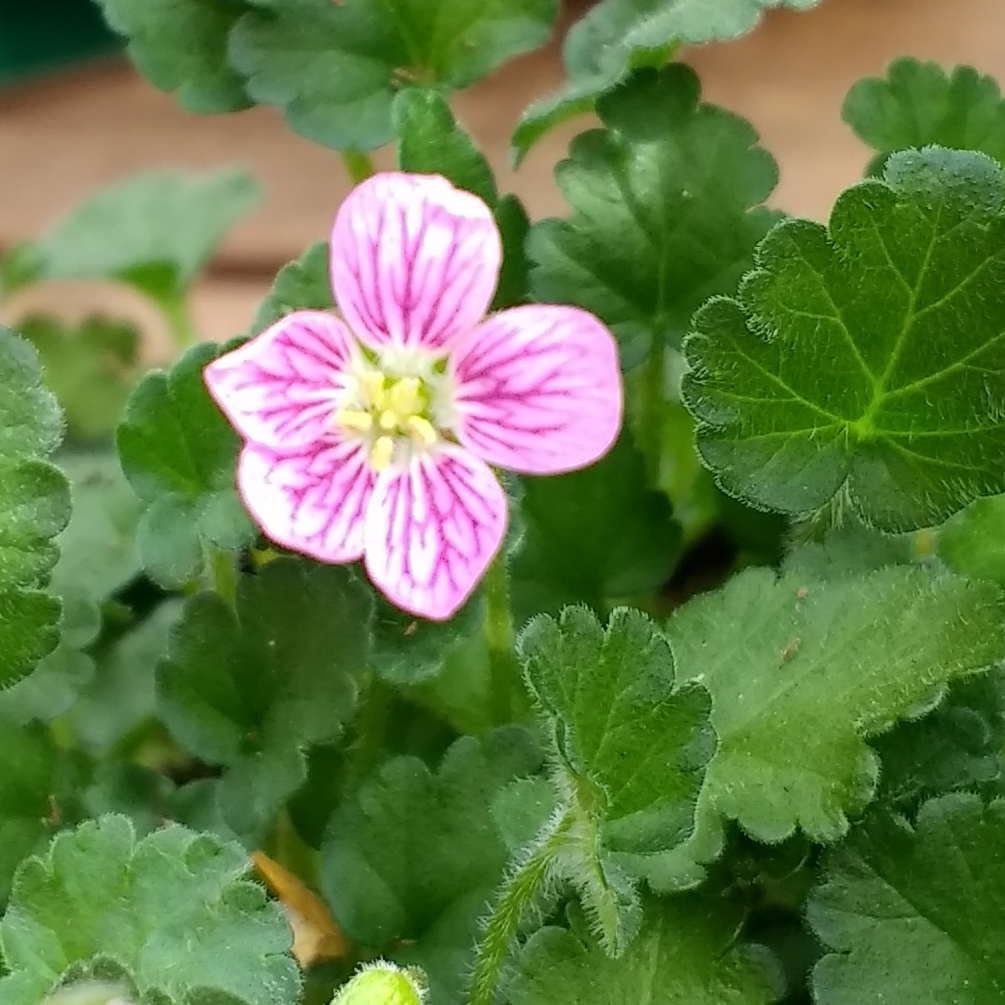 Storksbill Flore Pleno in the GardenTags plant encyclopedia