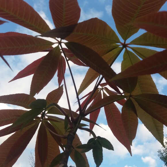 Vietnamese horse chestnut in the GardenTags plant encyclopedia