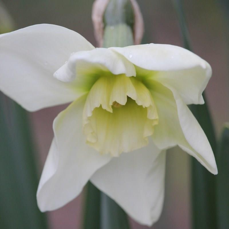 Daffodil Emerald Green (Large-cupped) in the GardenTags plant encyclopedia