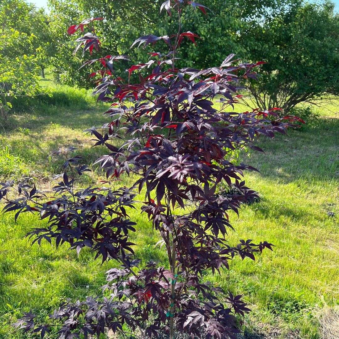 Japanese Maple Emperor One in the GardenTags plant encyclopedia