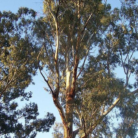 Gum Tree in the GardenTags plant encyclopedia