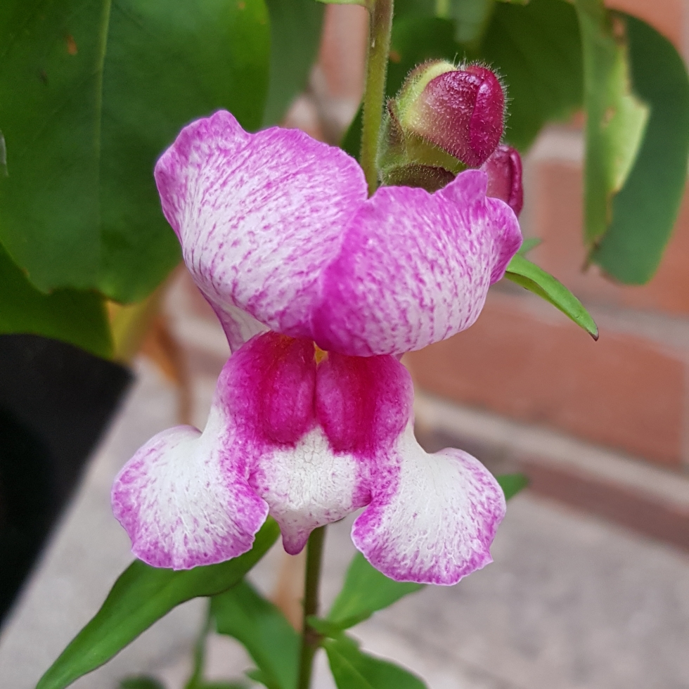 Snapdragon Lucky Lips in the GardenTags plant encyclopedia