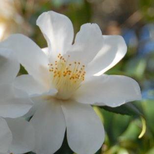 Camellia Lily Pons in the GardenTags plant encyclopedia