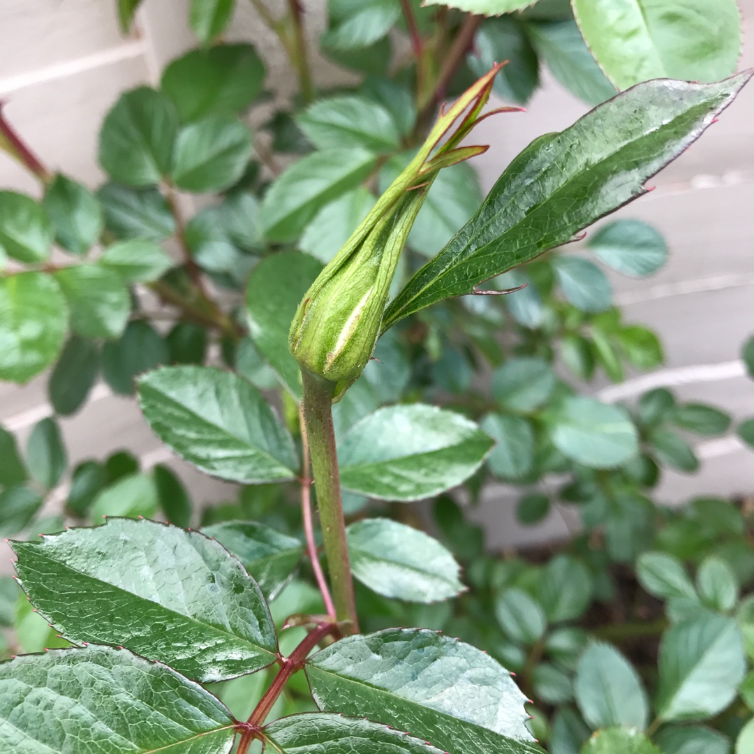 Rose Jennys Rose in the GardenTags plant encyclopedia