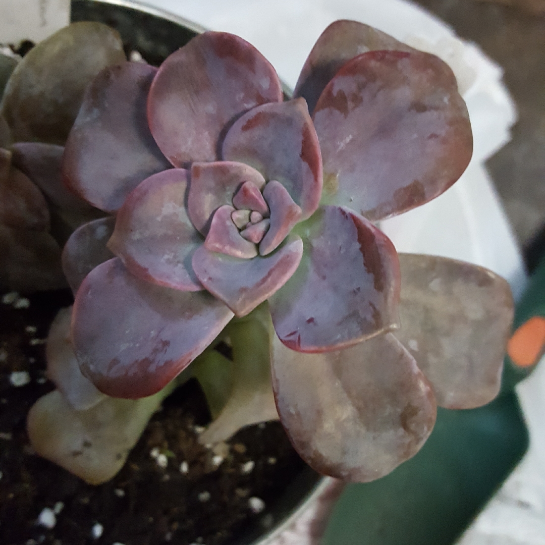 Graptopetalum Purple Delight in the GardenTags plant encyclopedia