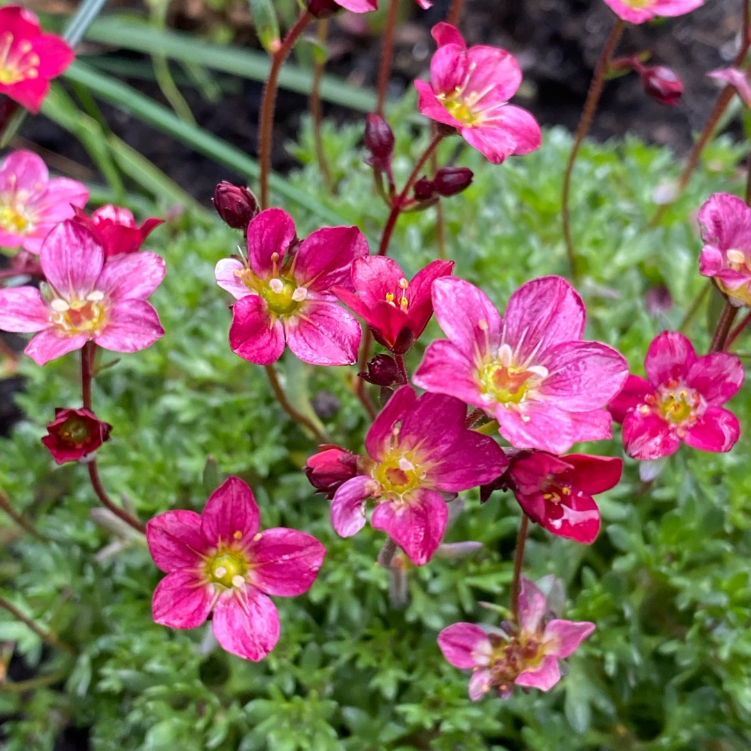 Saxifrage Pixi Pan Appleblossom in the GardenTags plant encyclopedia