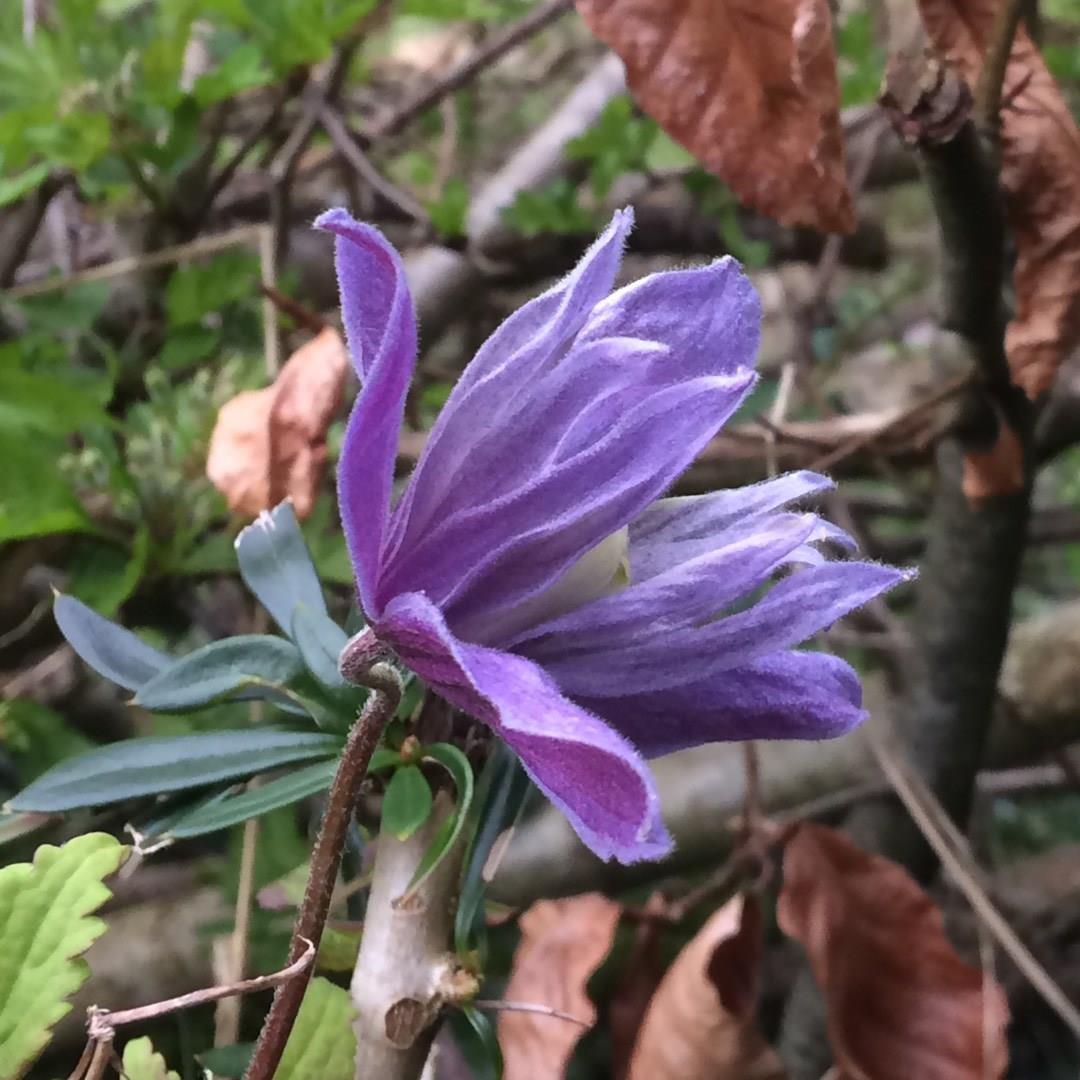 Alpine Clematis Frances Rivis in the GardenTags plant encyclopedia