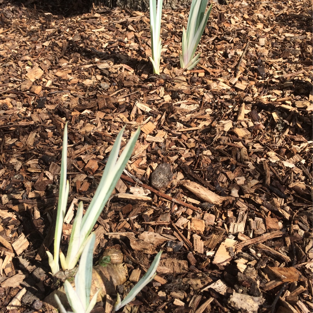 Variegated Japanese Iris in the GardenTags plant encyclopedia