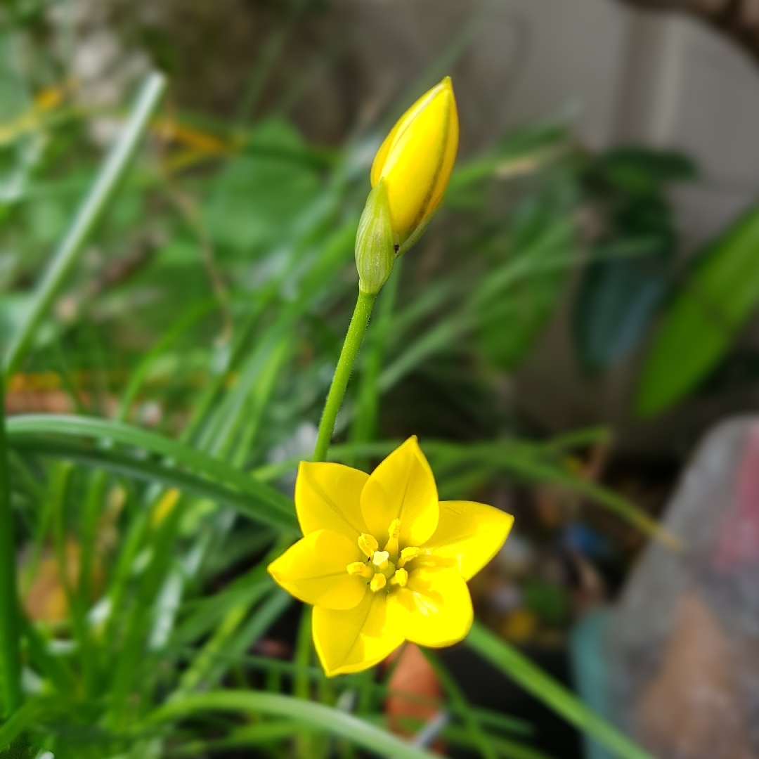 Yellow starflower in the GardenTags plant encyclopedia