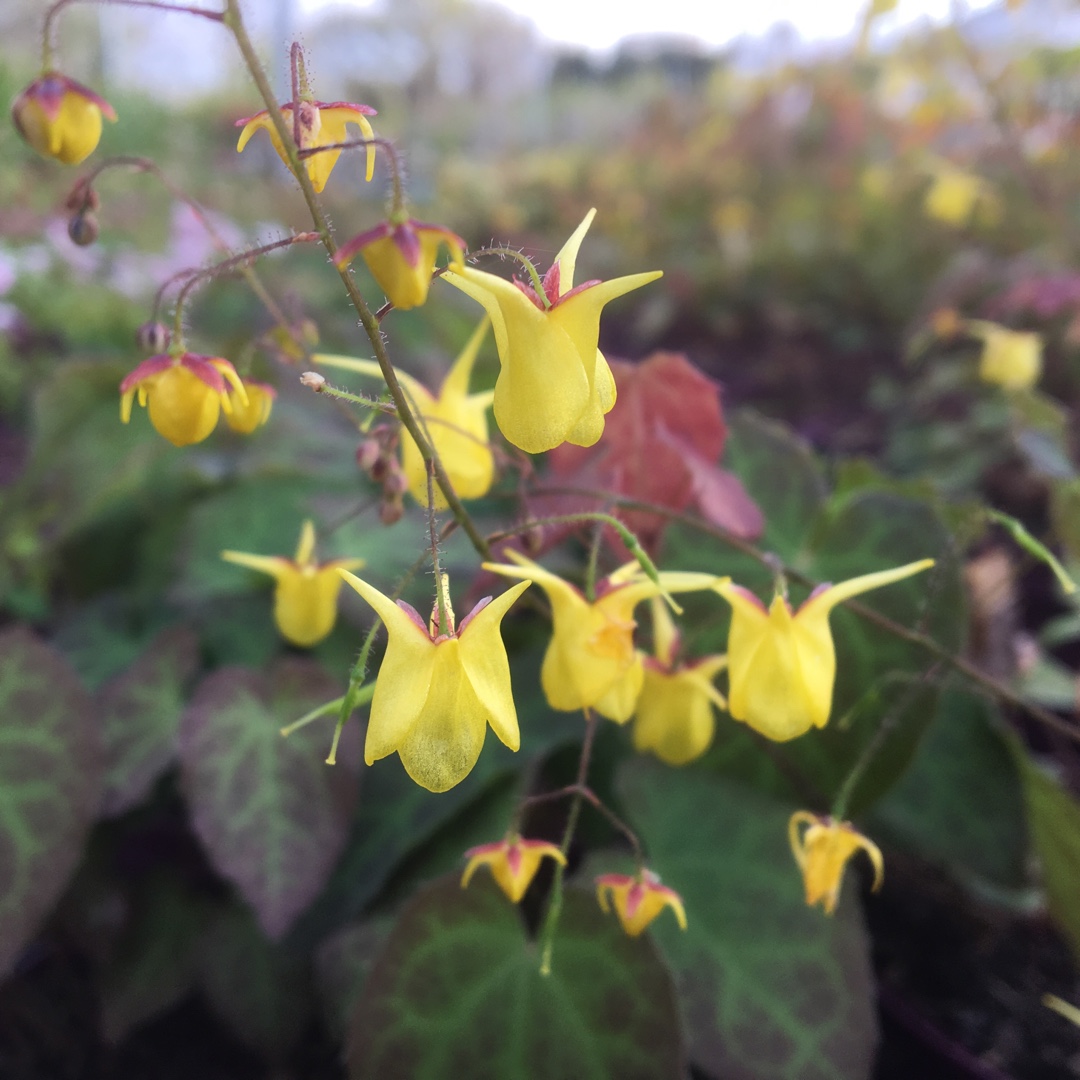 Davids Barrenwort in the GardenTags plant encyclopedia