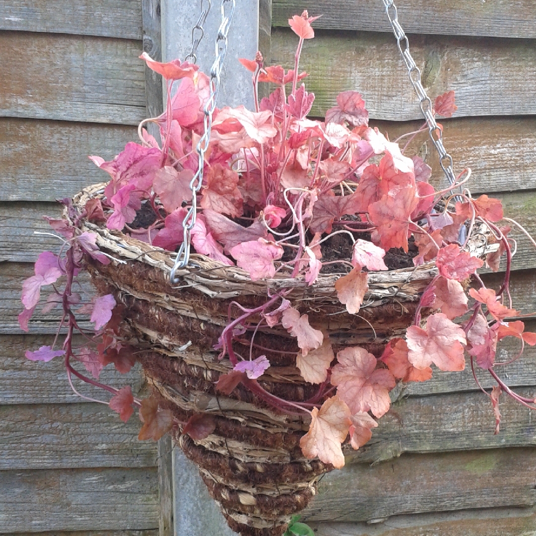 Foamy Bells Copper Cascade in the GardenTags plant encyclopedia