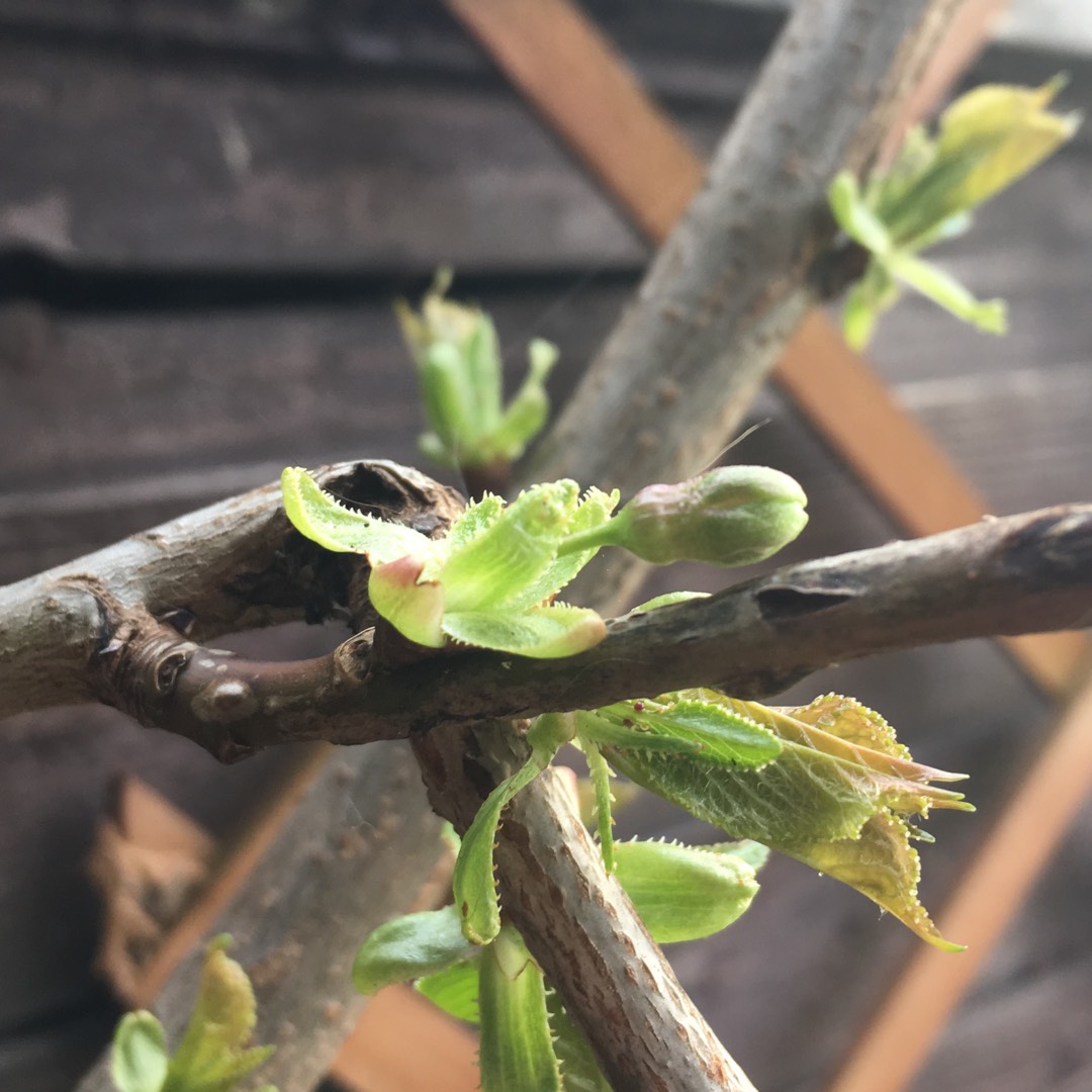 Cherry Tree  Bigarreau Napoleon in the GardenTags plant encyclopedia