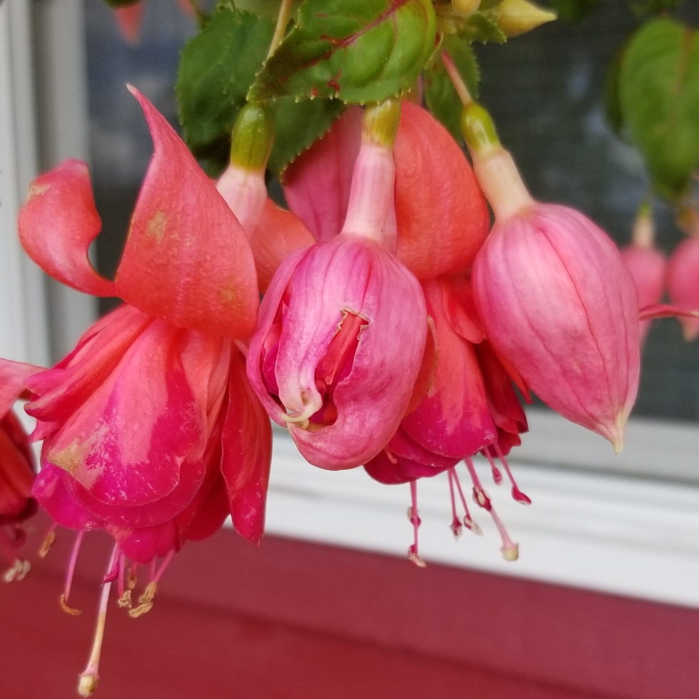 Fuchsia Bicentennial in the GardenTags plant encyclopedia