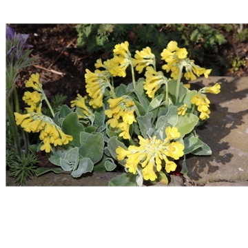 Auricula Special Yellow in the GardenTags plant encyclopedia