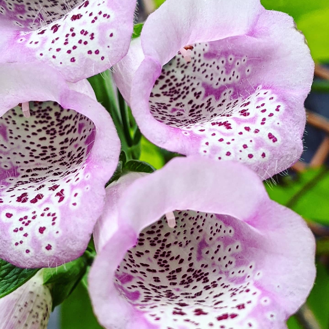 Foxglove Dalmatian Mixed in the GardenTags plant encyclopedia