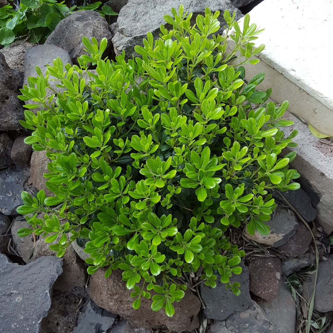 Japanese Pittosporum Wheelers Dwarf in the GardenTags plant encyclopedia