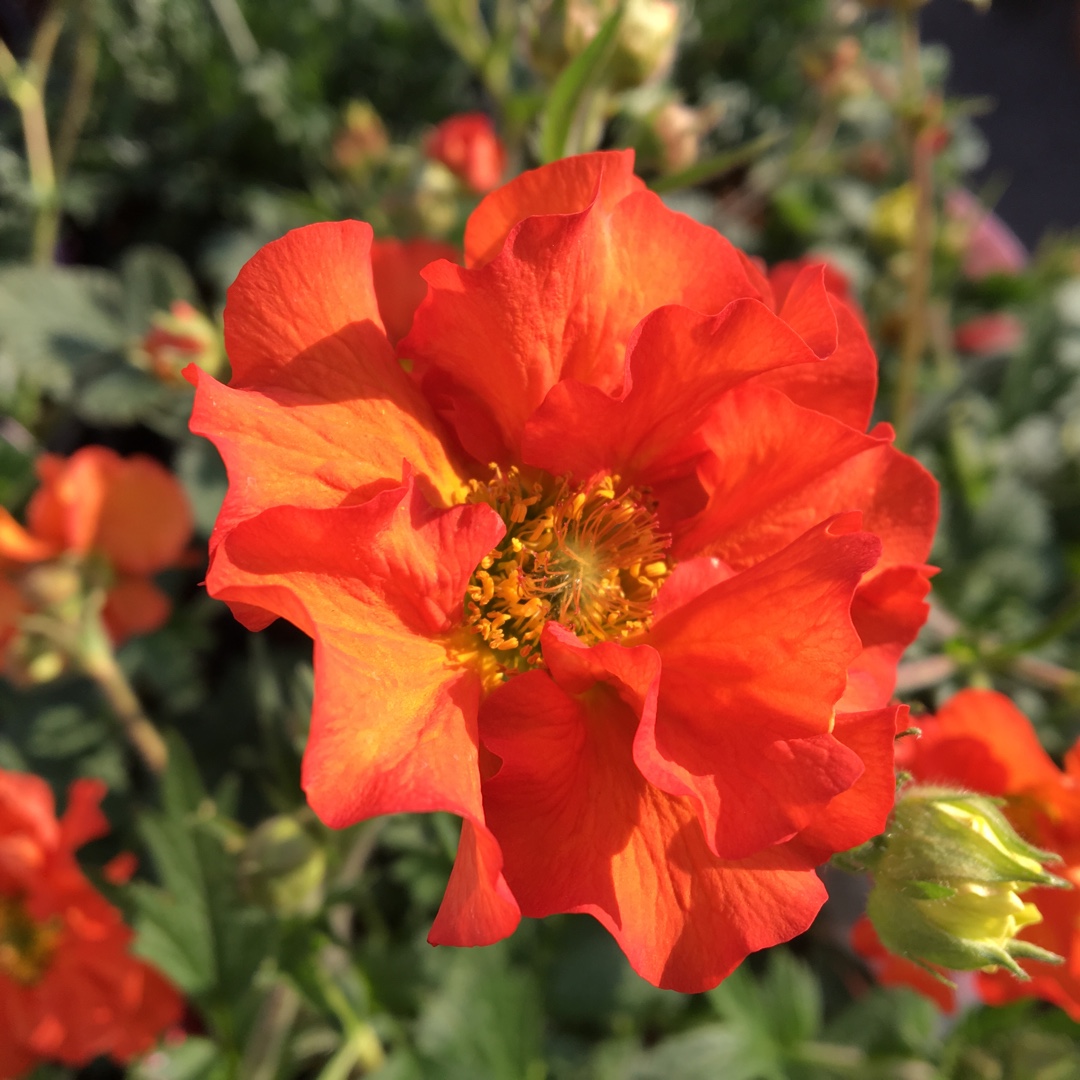 Avens Scarlet Tempest in the GardenTags plant encyclopedia