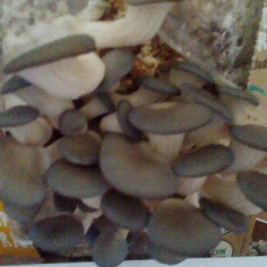 Oyster Mushroom in the GardenTags plant encyclopedia