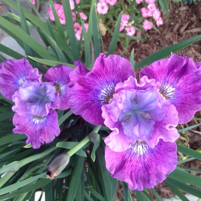 Siberian Iris Strawberry Fair in the GardenTags plant encyclopedia