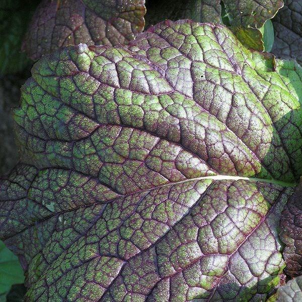 Mustard Red Giant in the GardenTags plant encyclopedia