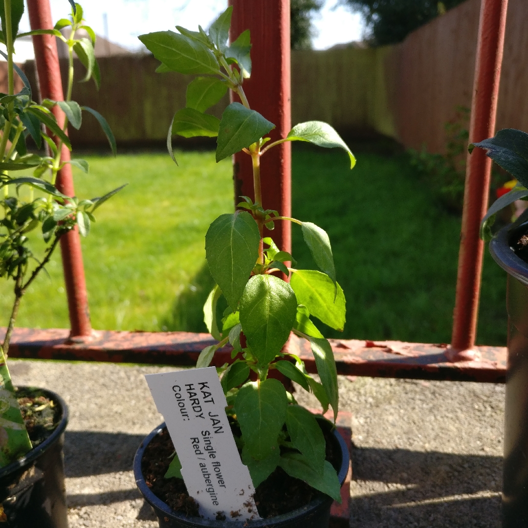 Fuchsia Katjan in the GardenTags plant encyclopedia