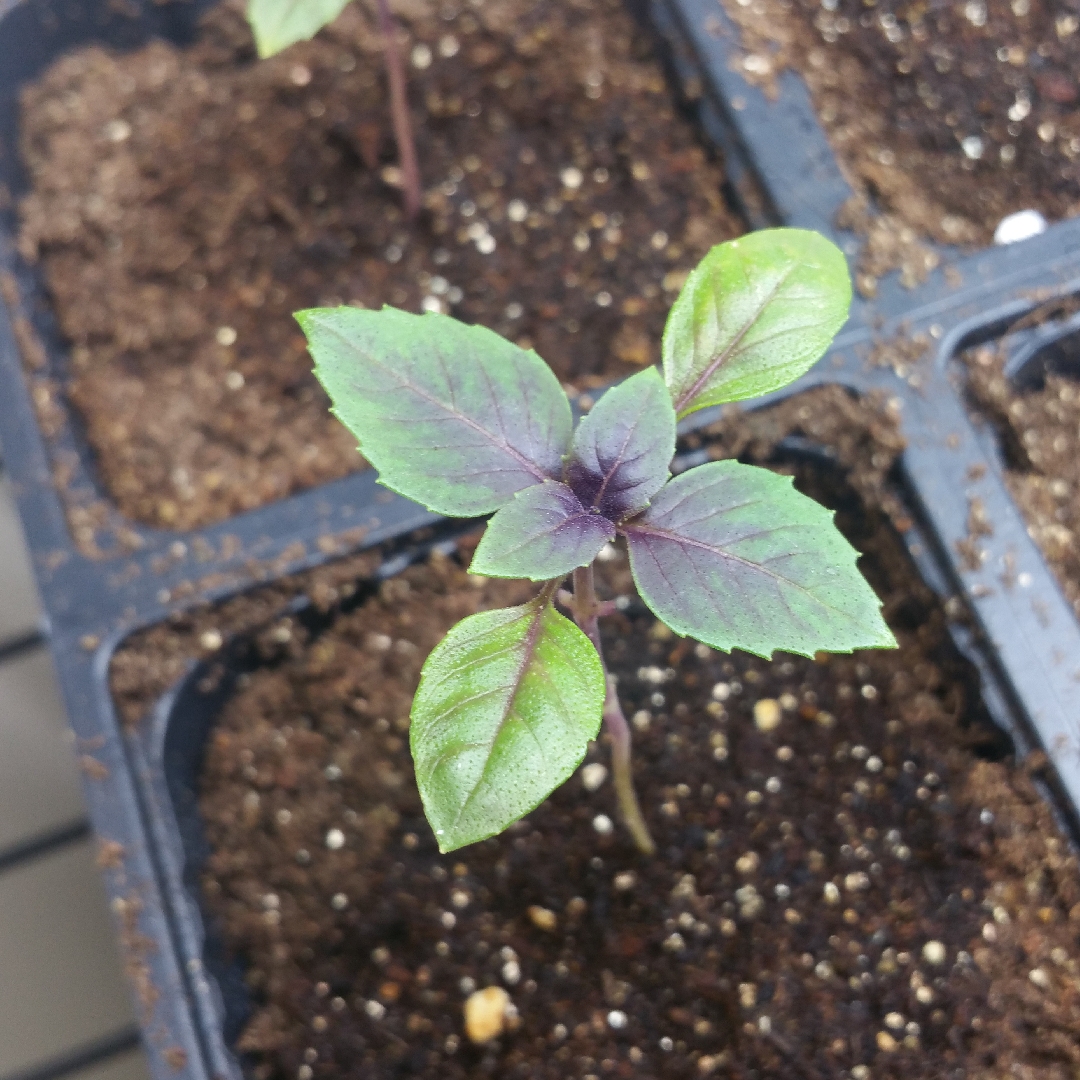 Basil Dark Opal in the GardenTags plant encyclopedia