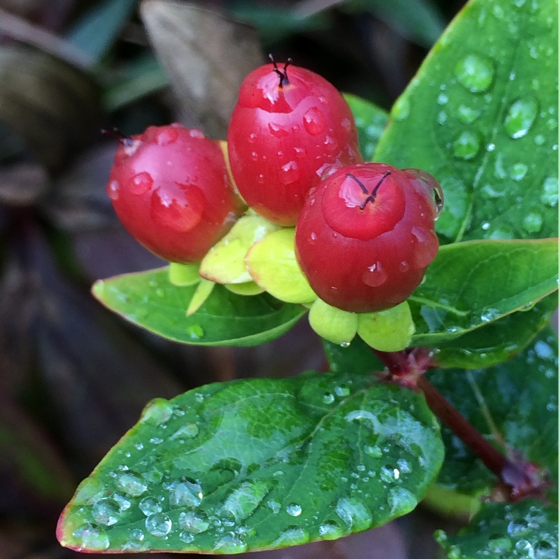 Hypericum Tall Tutsan in the GardenTags plant encyclopedia