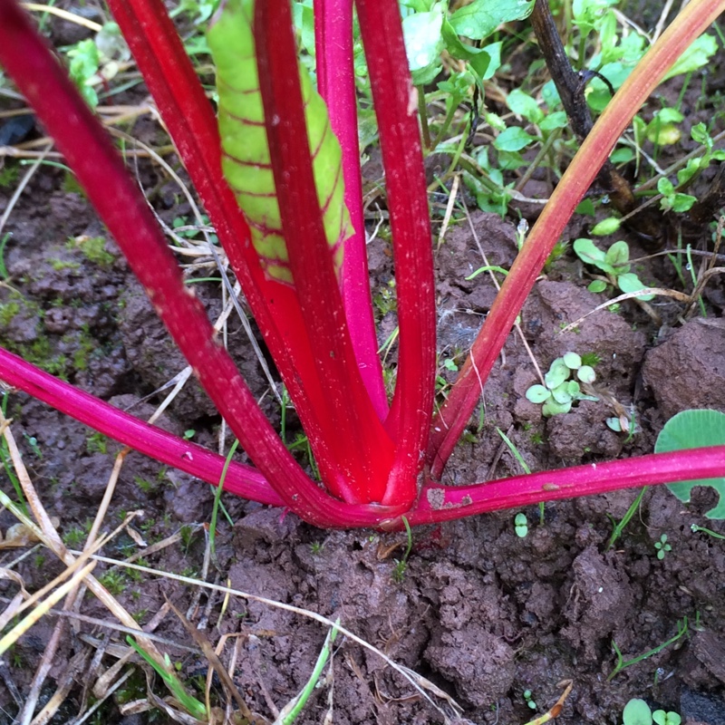 Swiss Chard Bright Lights in the GardenTags plant encyclopedia