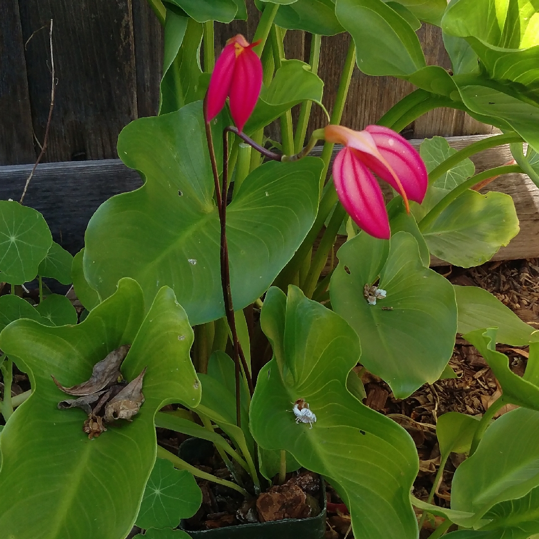 Masdevallia Crestwood in the GardenTags plant encyclopedia