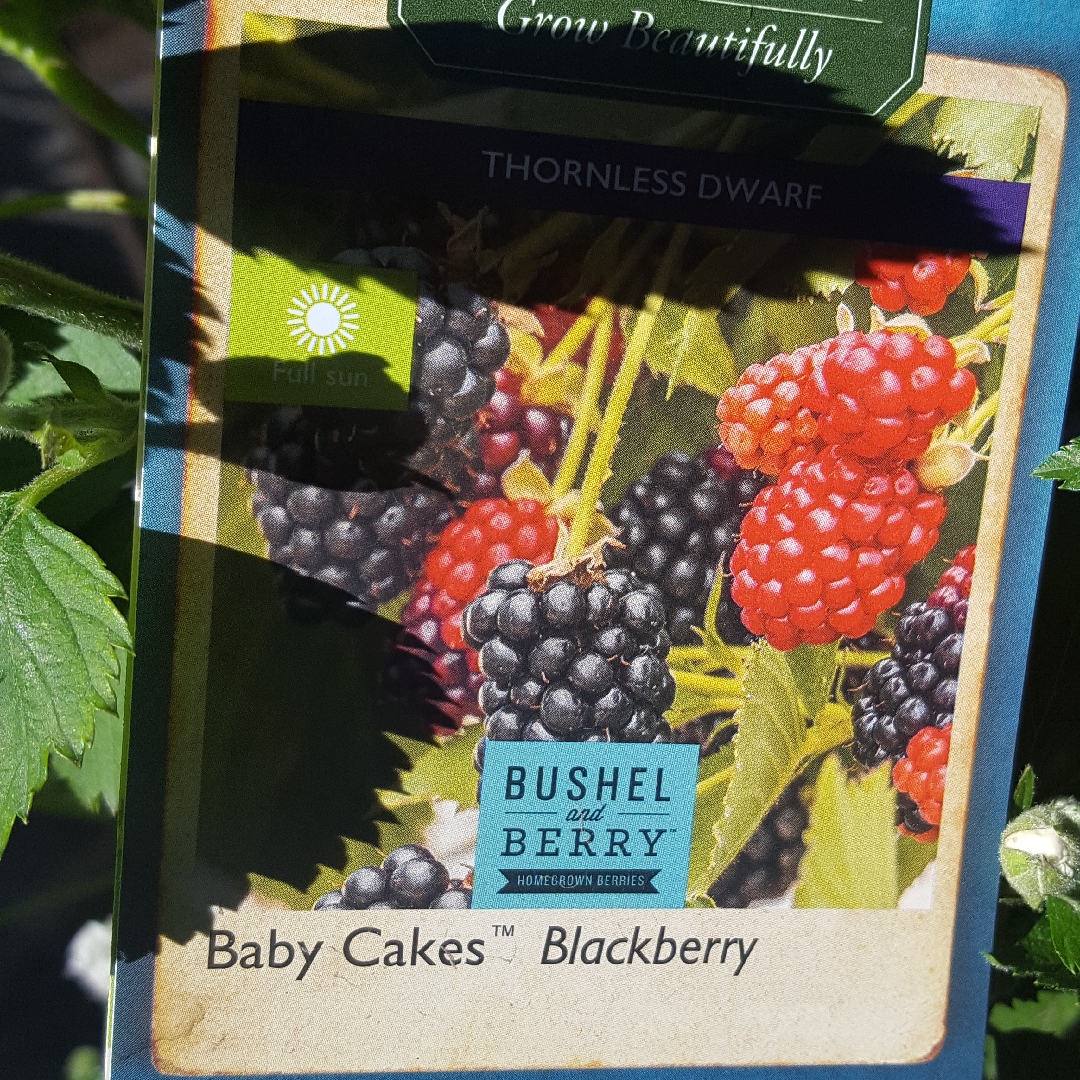 Blackberry Baby Cakes in the GardenTags plant encyclopedia