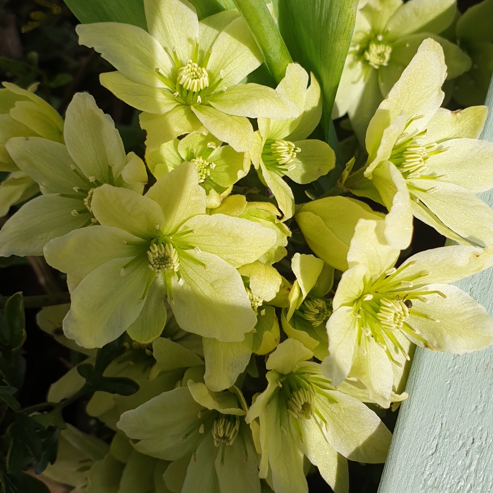 Clematis Pixie in the GardenTags plant encyclopedia