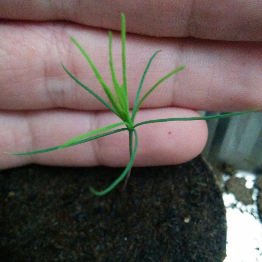 Jack Pine in the GardenTags plant encyclopedia