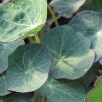 Nasturtium Blue Pepe in the GardenTags plant encyclopedia