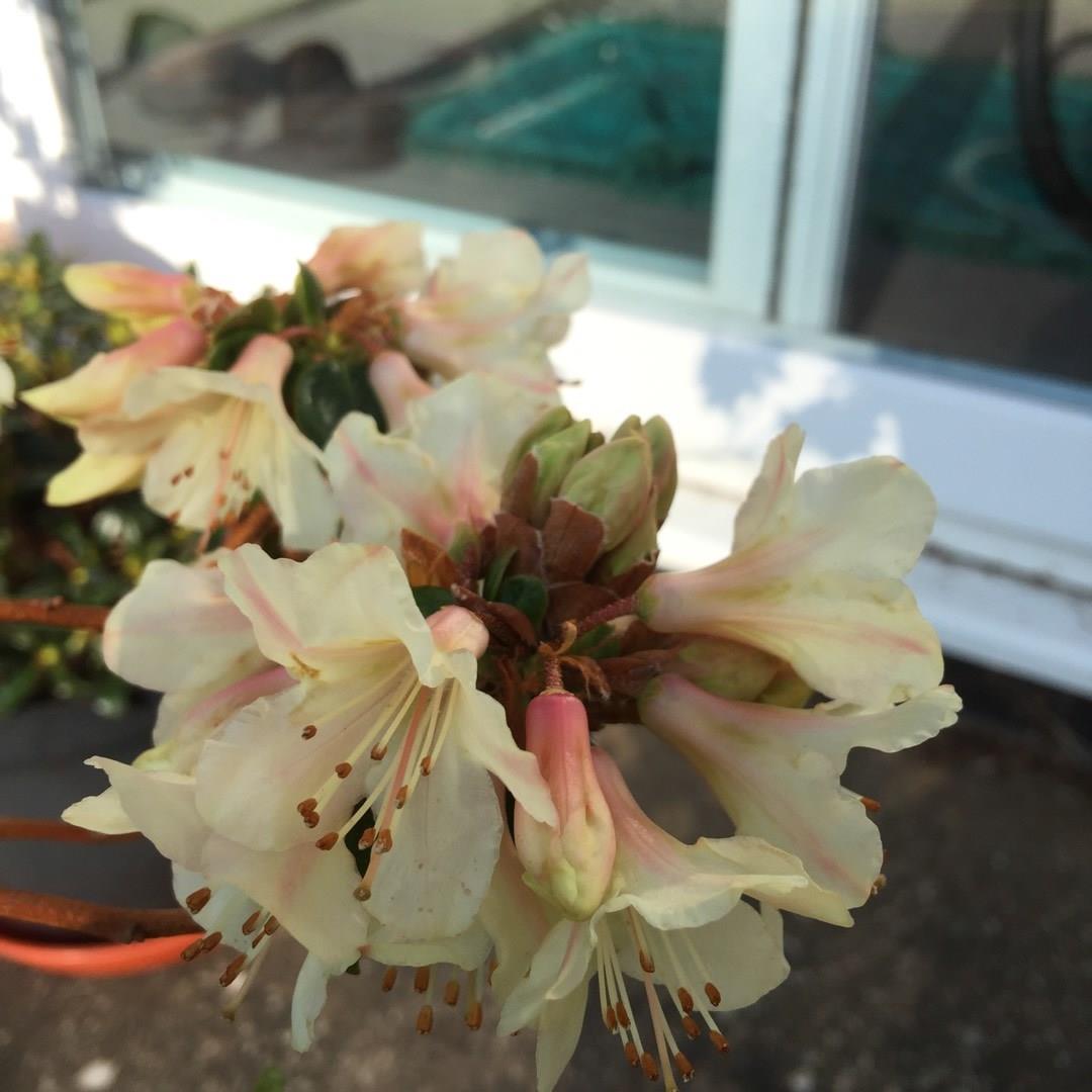 Dwarf Rhododendron Barnaby Sunset in the GardenTags plant encyclopedia