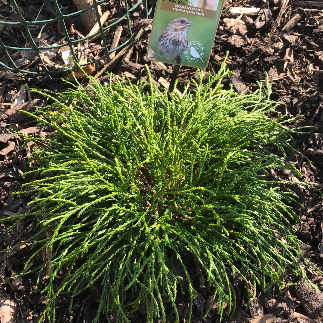 Sawara Cypress Filifera Nana in the GardenTags plant encyclopedia