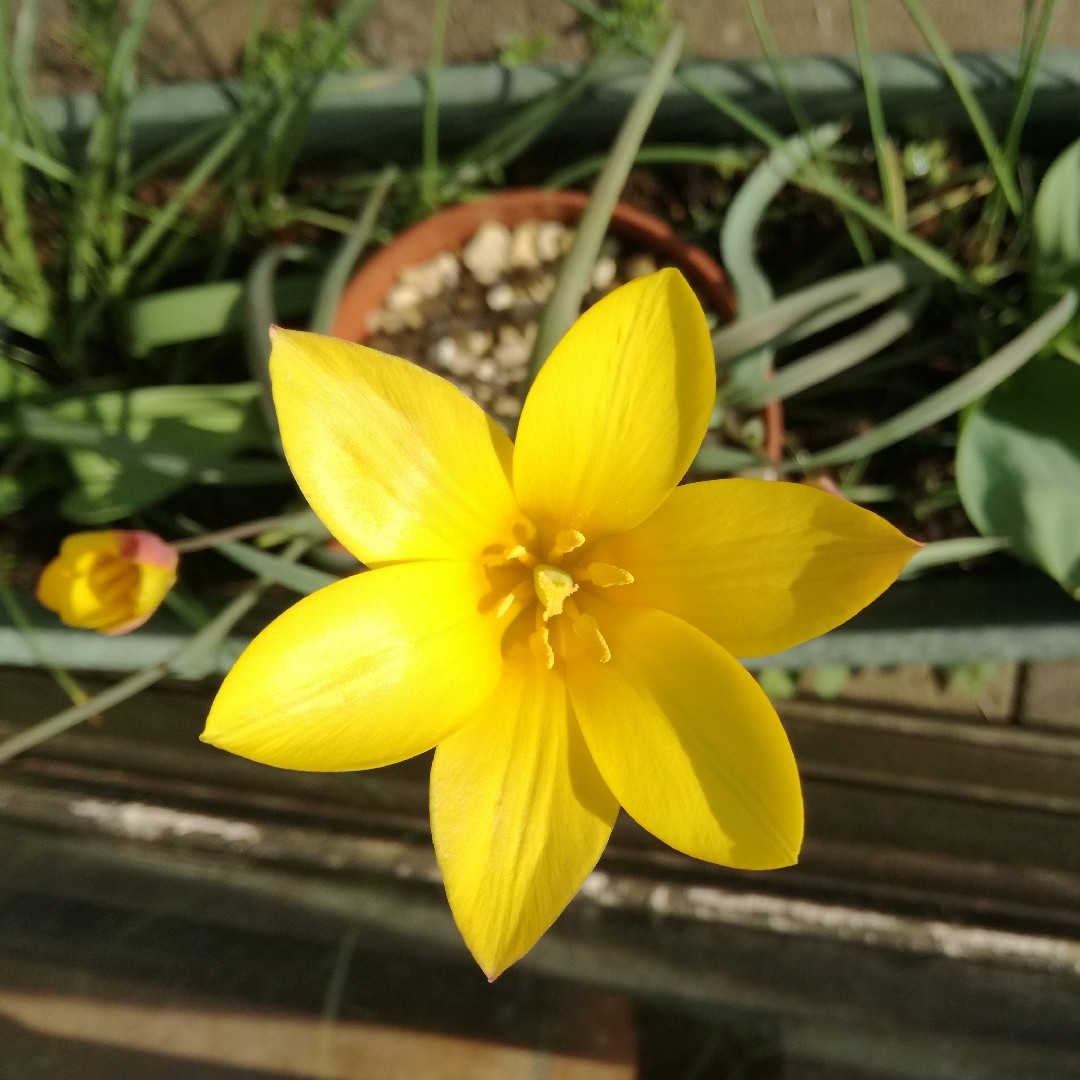 Tulip (Species) Golden Lady Tulip in the GardenTags plant encyclopedia