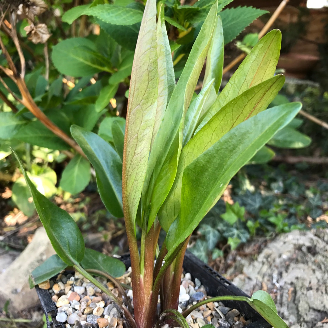 Large-flowered Greater Spearwort in the GardenTags plant encyclopedia