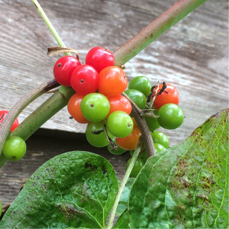 Black Bryony in the GardenTags plant encyclopedia