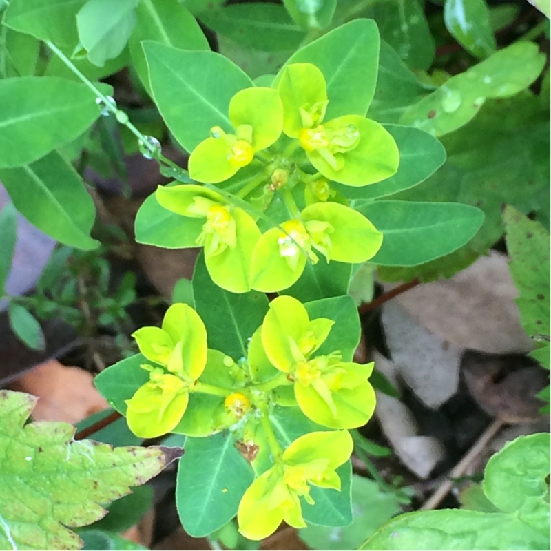 Balkan Spurge in the GardenTags plant encyclopedia