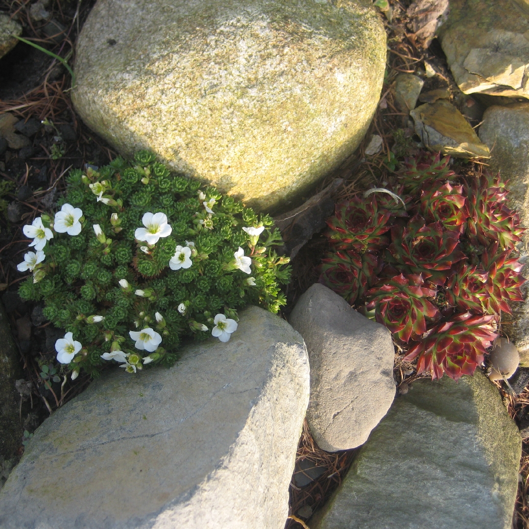 Saxifrage White Star in the GardenTags plant encyclopedia