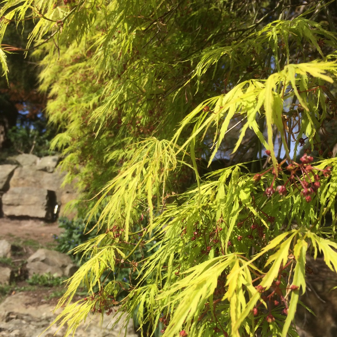 Cut Leaf Japanese Maple Waterfall in the GardenTags plant encyclopedia