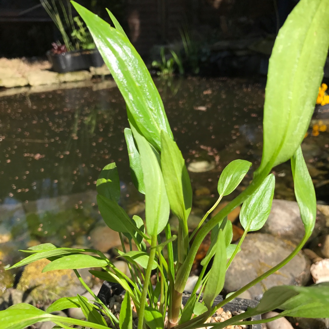 Lesser Spearwort in the GardenTags plant encyclopedia