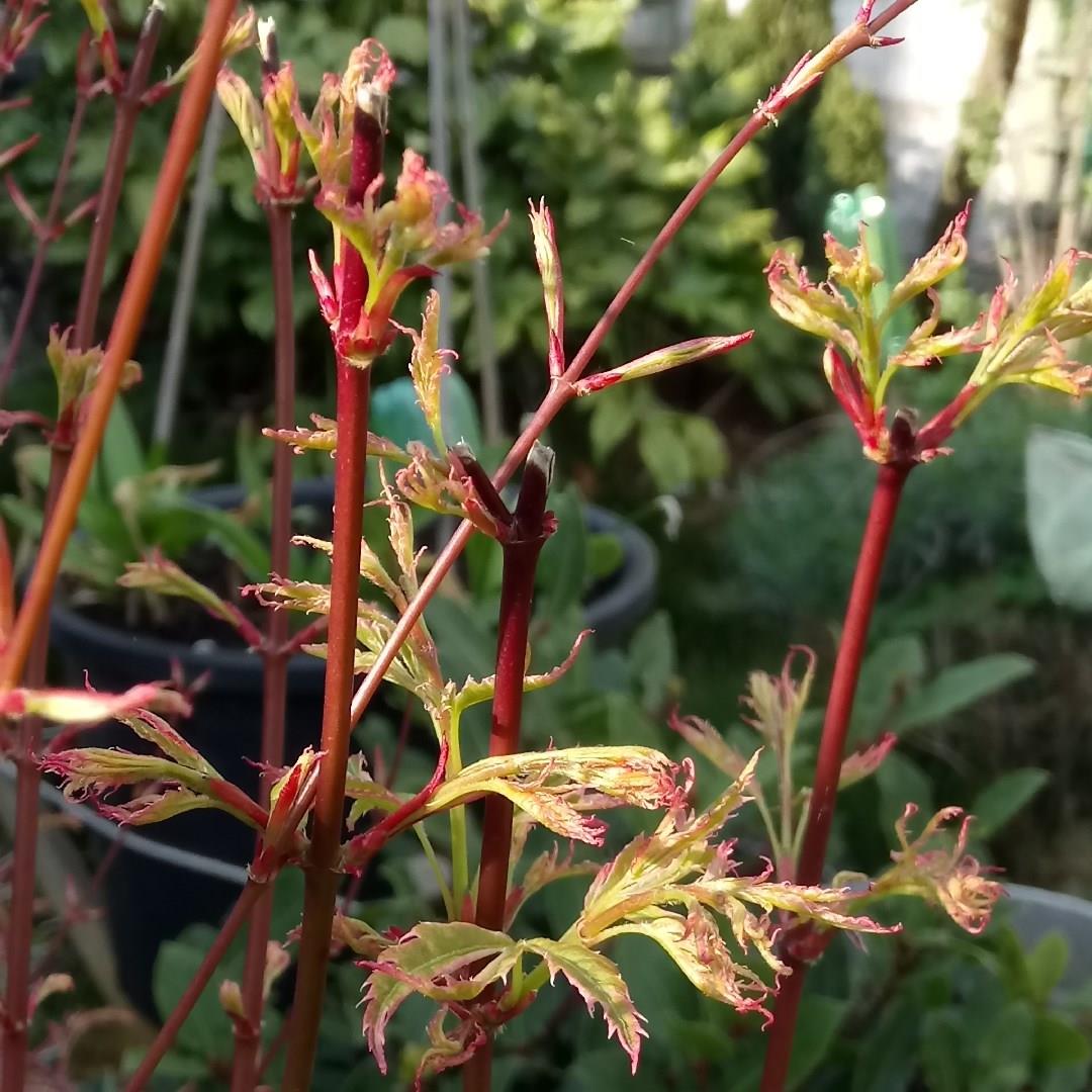 Japanese Maple Beni-Shichihenge in the GardenTags plant encyclopedia