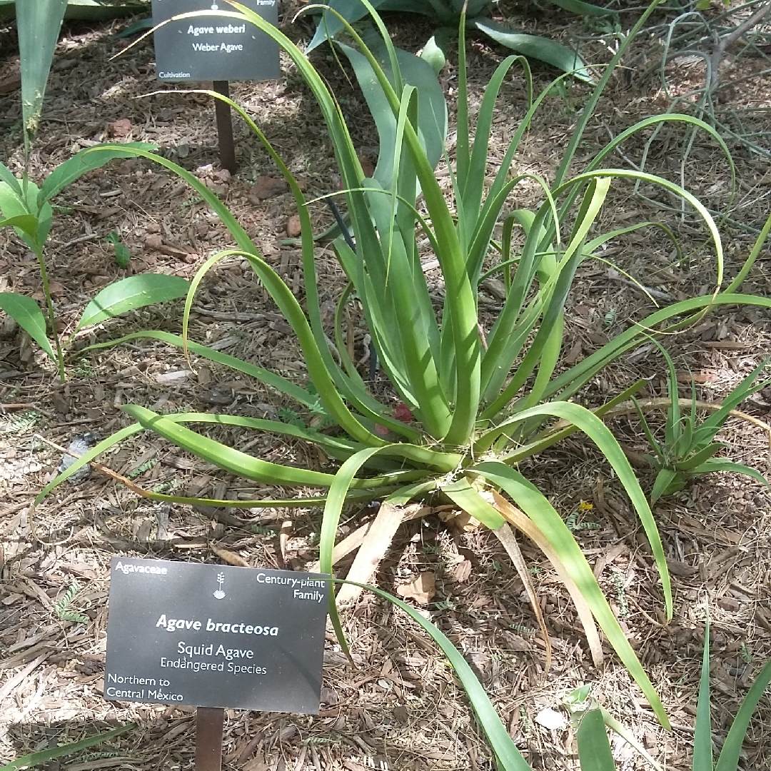 Squid Agave in the GardenTags plant encyclopedia