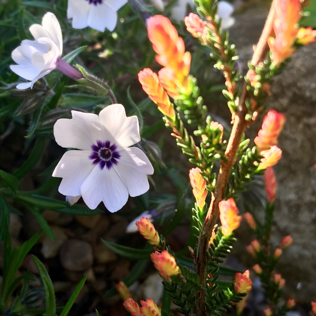 Moss Phlox Pharao Blue Eye in the GardenTags plant encyclopedia