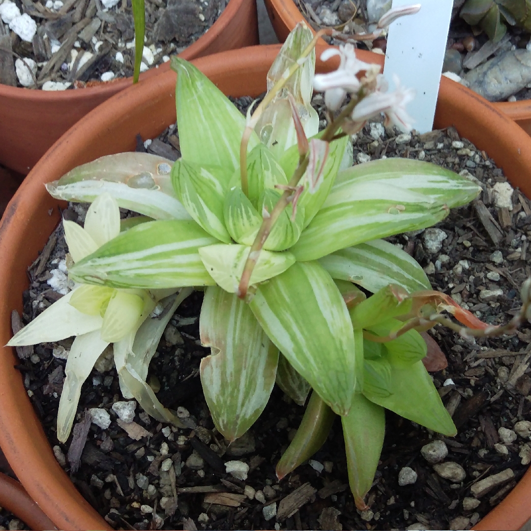 Variegated Haworthia cymbiformis in the GardenTags plant encyclopedia