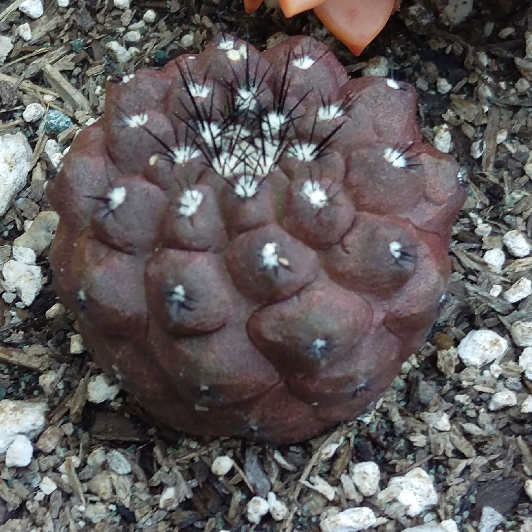 Copiapoa in the GardenTags plant encyclopedia