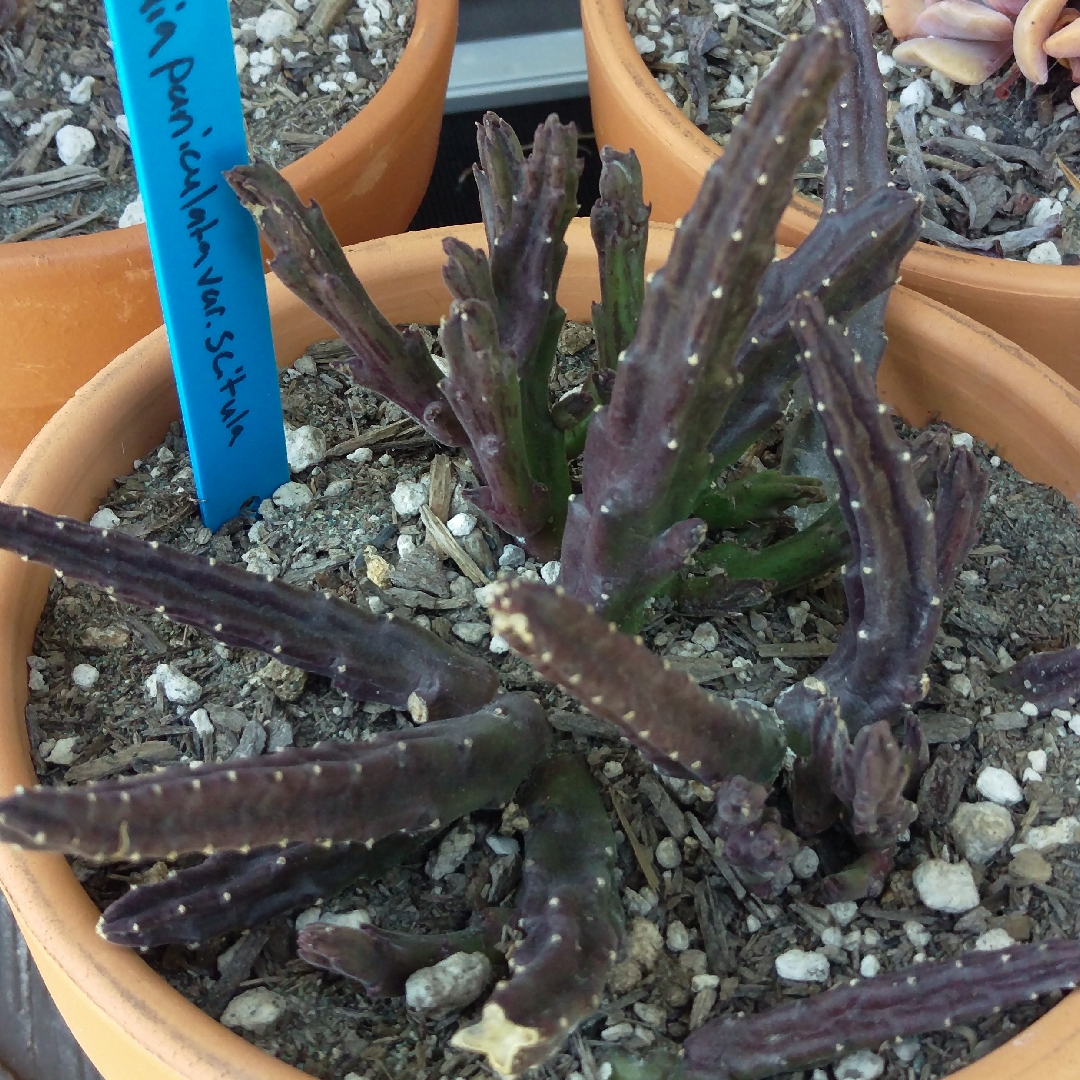 Small Starfish Flower in the GardenTags plant encyclopedia