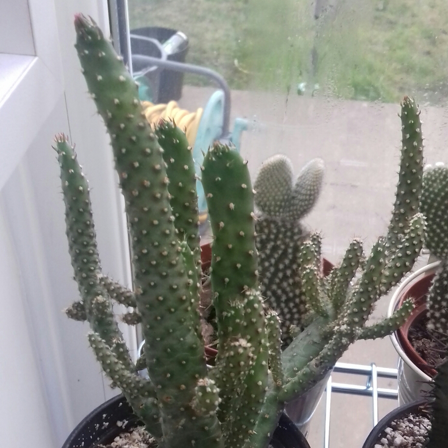 Whipple cholla in the GardenTags plant encyclopedia